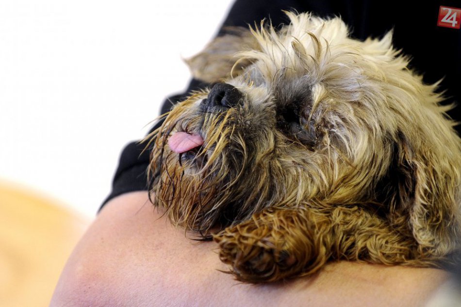 Ilustračný obrázok k článku SOS linka funguje aj pre tých, ktorí sa sami brániť nevedia