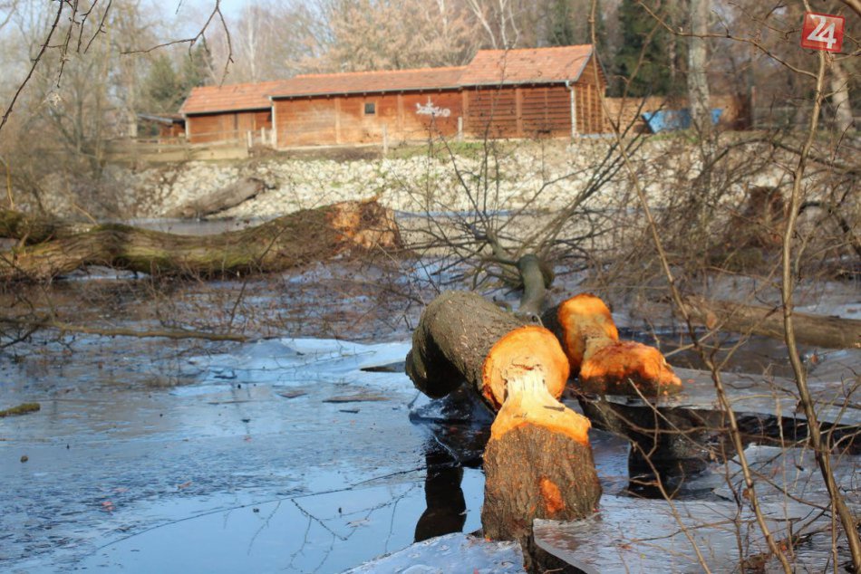 Ilustračný obrázok k článku FOTO: Bobor sa udomácnil v mestskom parku na Sihoti, prezradili ho popadané stromy