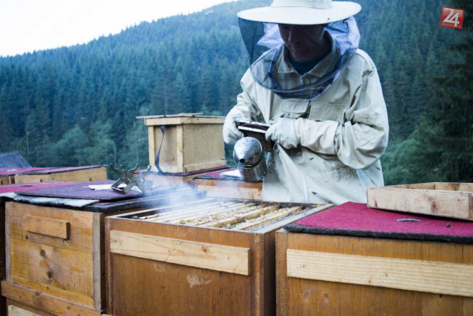 Ilustračný obrázok k článku V Topoľčiankach vznikne včelársky skanzen: Bude vzdelávať žiakov i verejnosť