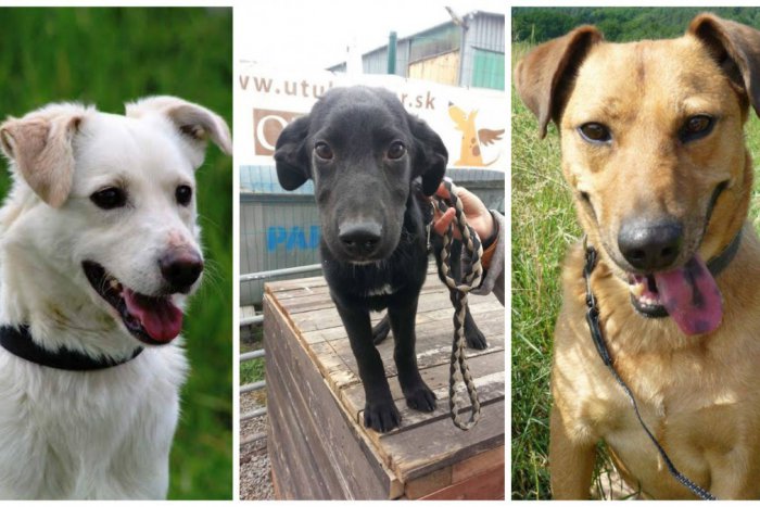 Ilustračný obrázok k článku Dajte im na Vianoce domov: FOTO psíkov, ktorí naň čakajú v žiarskom útulku