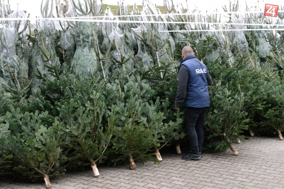 Ilustračný obrázok k článku Muž ukradol 21 stromčekov za viac ako 800 eur