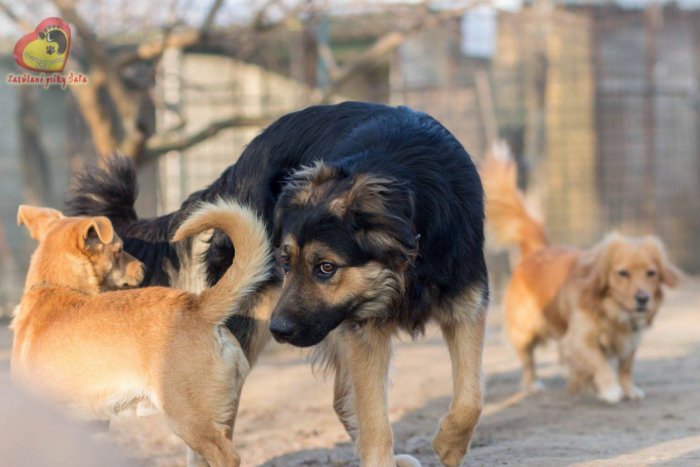 Ilustračný obrázok k článku Rady zo šalianskeho útulku: Pes nie je darčekom pre každého, treba si to zvážiť!