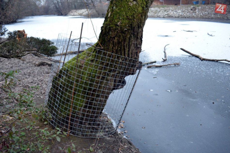 Ilustračný obrázok k článku FOTO: Bobor na Sihoti už má partnerku, stromy pred týmto párikom chráni pletivo
