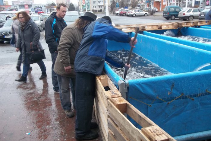 Ilustračný obrázok k článku Mestom sa šíri vôňa rýb: Máte už svojho kapra?