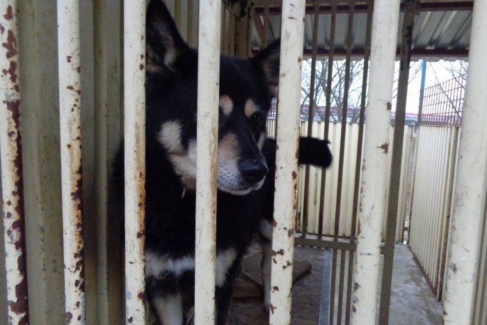 Ilustračný obrázok k článku Nezabudnuteľné okamihy v psom útulku: Vianoce mali aj opustené psíky