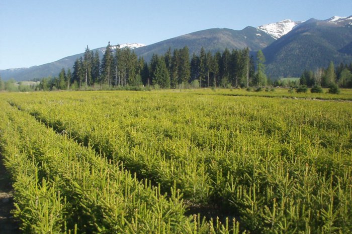 Ilustračný obrázok k článku Tento rok zapustilo korene až 15 miliónov nových stromčekov