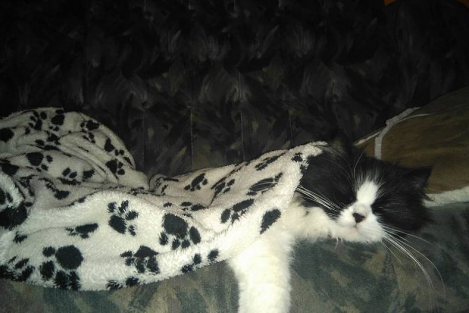 Ilustračný obrázok k článku Lučeneckej rodine sa stratil miláčik Kony. Ide iba o niekoľkomesačné mačiatko!