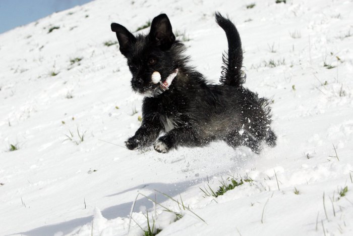 Ilustračný obrázok k článku Žiarčania ukázali srdce: Útulkáčom originálnym spôsobom vyzbierali stovky eur