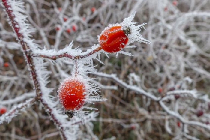 Ilustračný obrázok k článku RANNÁ ŠTVORKA: Trojkráľový sviatok bude extrémne mrazivý s arktickým počasím