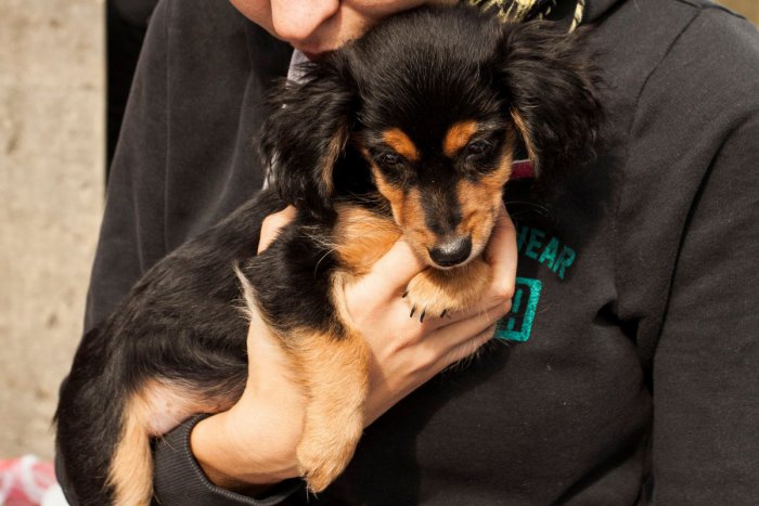 Ilustračný obrázok k článku Je medzi nimi aj ten váš? TOP 10 najobľúbenejších plemien psov v Žiari