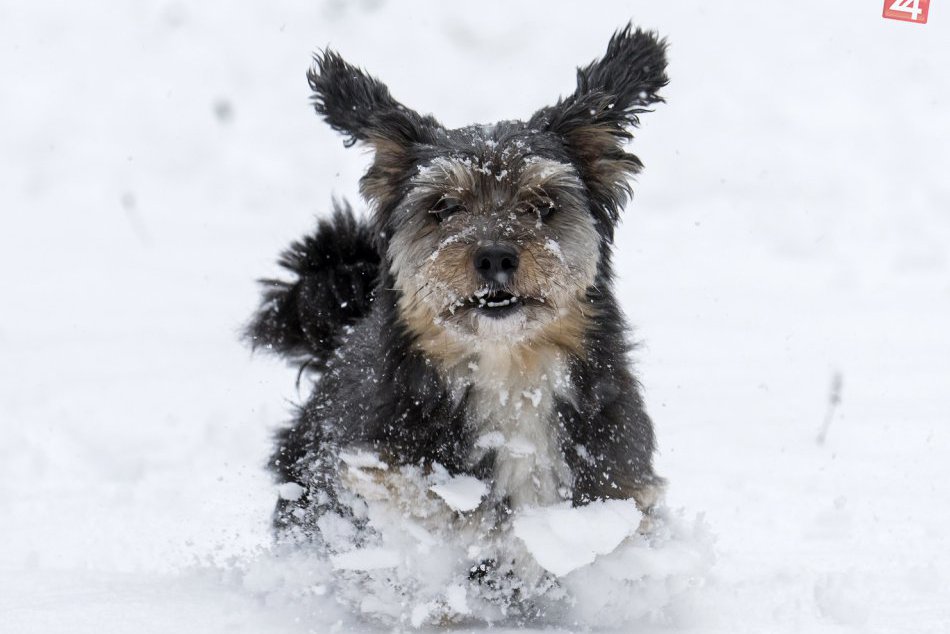 Ilustračný obrázok k článku Najzvláštnejšie plemená psov v Žiline: Pobehujú nám tu aj takíto exoti