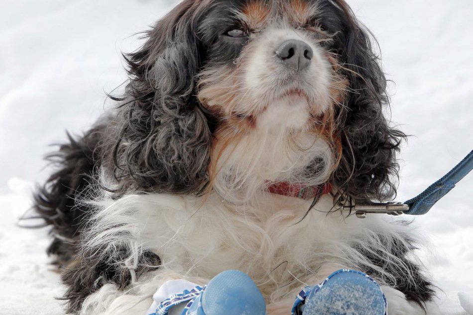 Ilustračný obrázok k článku Psy v Košiciach: Z ktorých mestských častí sa ozýva najviac brechotu?