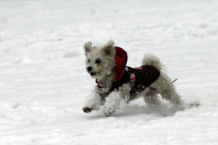 Ilustračný obrázok k článku V mrazoch trpia aj naši štvornohí kamaráti. Pred prechádzkou nezabudnite na prípravu