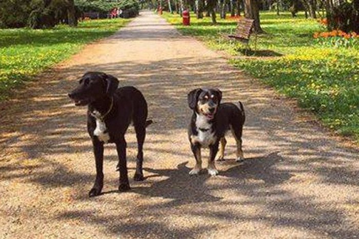 Ilustračný obrázok k článku Nevideli ste ich? Dvaja psíkovia sa stratili neďaleko Nitry, FOTO