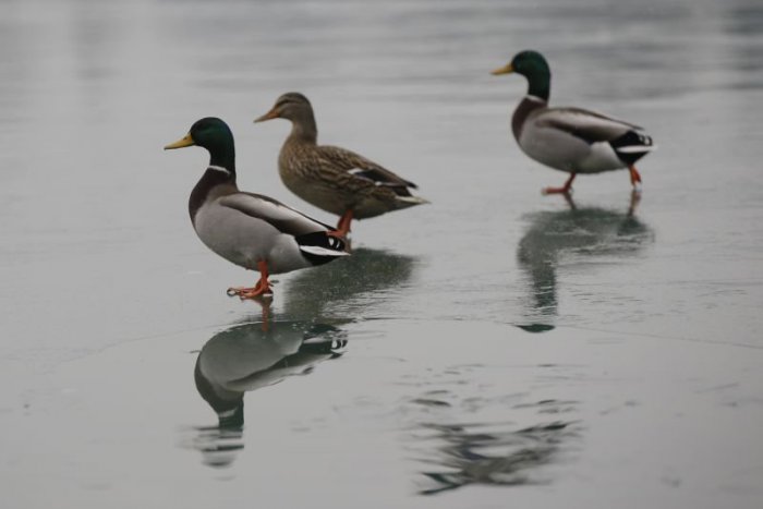 Ilustračný obrázok k článku RANNÁ ŠTVORKA: Uprostred týždňa pocítime najmä na západe vyššie teploty