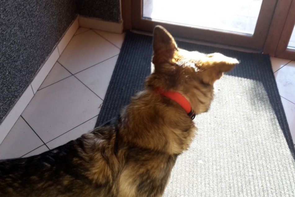 Ilustračný obrázok k článku FOTO: Na Mostnej ulici v Nitre sa našlo šteniatko nemeckého ovčiaka