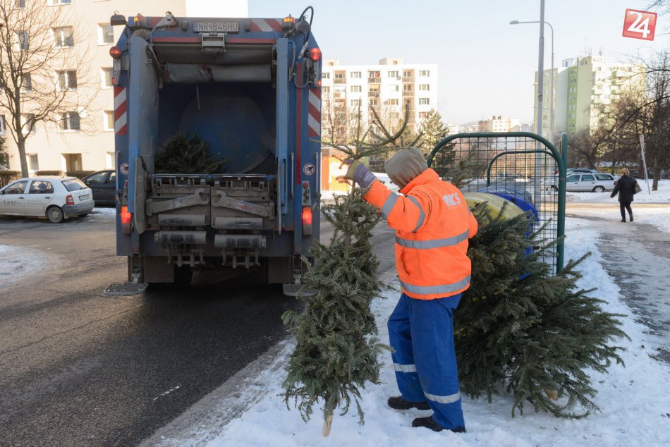 Ilustračný obrázok k článku V Nitre prebieha zber vianočných stromčekov: V kompostárni sa menia na štiepku