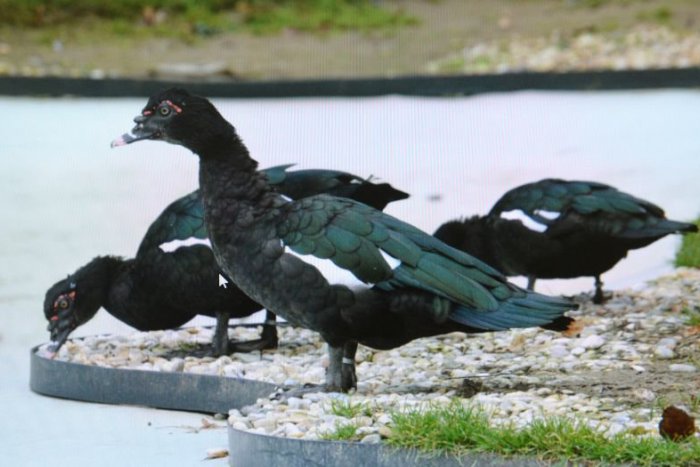 Ilustračný obrázok k článku Na Slovensku sa potvrdilo ďalšie ohnisko vtáčej chrípky