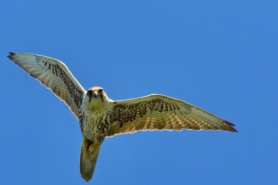 Ilustračný obrázok k článku Už tento víkend sa Slovensko zapojí do počítania vzácnych dravcov