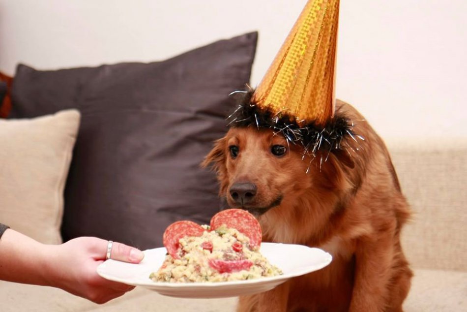 Ilustračný obrázok k článku Fotky Hlohovčana Mareka vám vyčaria úsmev na tvári: Roztomilé zábery maznáčikov