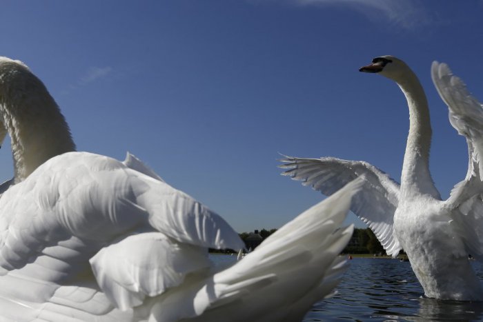 Ilustračný obrázok k článku Hromadný úhyn 16 labutí v okrese Nové Zámky: Čo zabilo tieto krásne tvory?