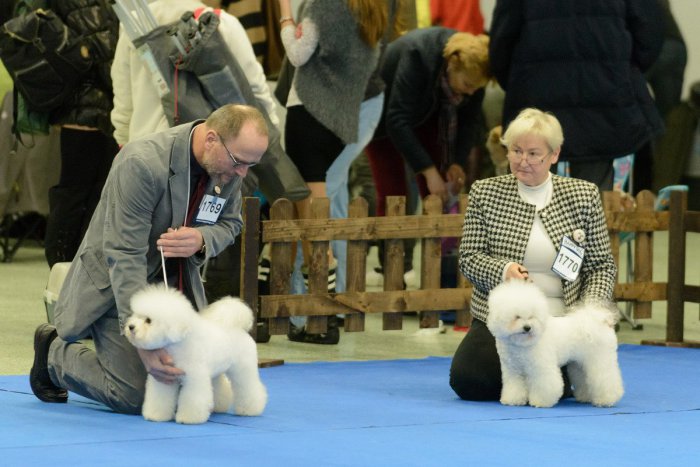 Ilustračný obrázok k článku V Nitre sa zíde viac ako 4-tisíc psov z rôznych krajín: Súťažiť budú aj v tanci