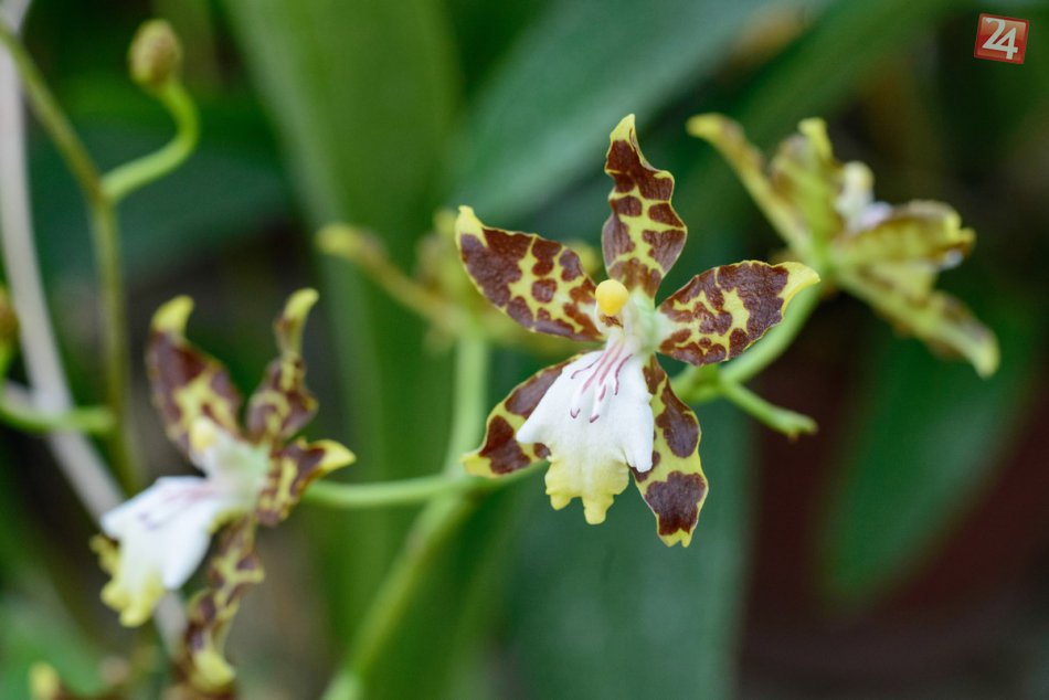 Ilustračný obrázok k článku FOTO: Poklady Botanickej záhrady v Nitre, vlastní cez 6-tisíc tropických rastlín