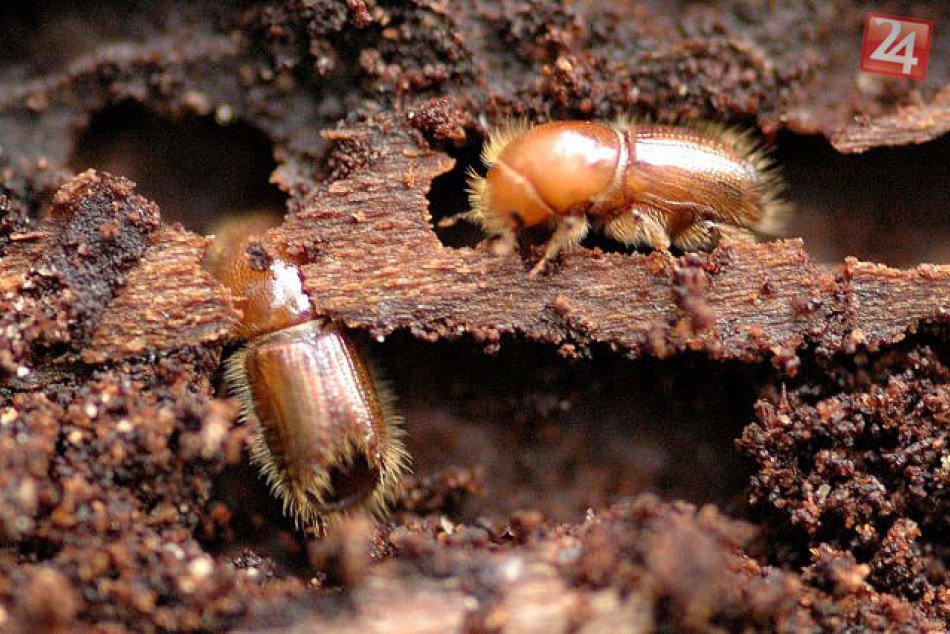 Ilustračný obrázok k článku Na lykožrúta je krátka aj tatranská zima: Výskumníkov výsledky nepotešili