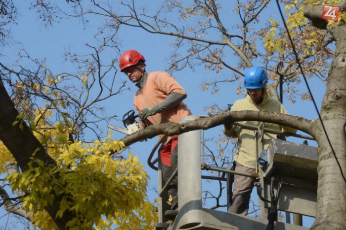 Ilustračný obrázok k článku V chránenom území  majú znieť píly: Chystá sa výrub v Parku Janka Kráľa