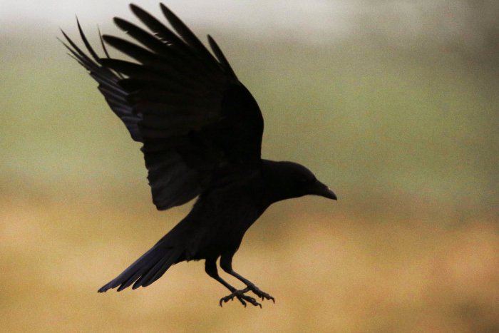 Ilustračný obrázok k článku Pri Trnovci nad Váhom potvrdili vtáčiu chrípku: Čakajú nás preventívne opatrenia!