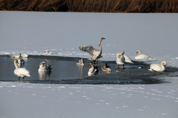 Ilustračný obrázok k článku Vtáčia chrípka v okrese: Opäť sa priblížila bližšie k hraniciam Nových Zámkov