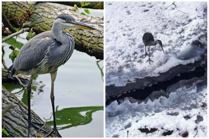 Ilustračný obrázok k článku FOTO: V bratislavských lesoch môžete volavku popolavú stretnúť aj v zime