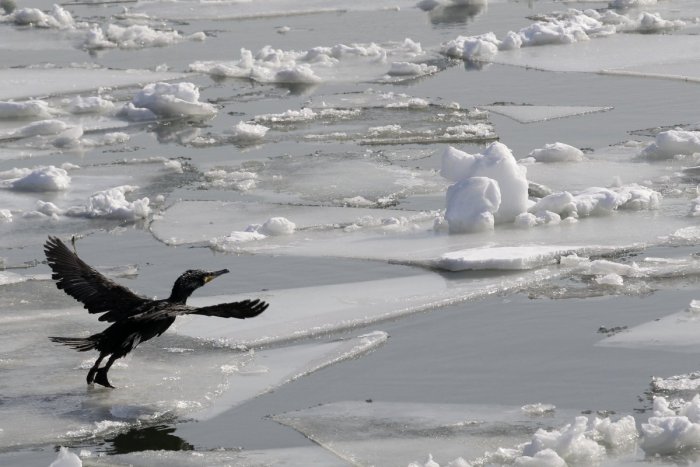 Ilustračný obrázok k článku Zásah hasičov v povodňových oblekoch. Na Hrone v Bystrici primrzol kormorán