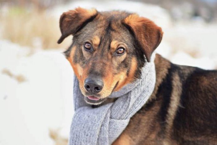 Ilustračný obrázok k článku FOTOGALÉRIA, ktorá roztopí srdcia: Títo psíci čakajú na svoju šancu v žiarskom útulku