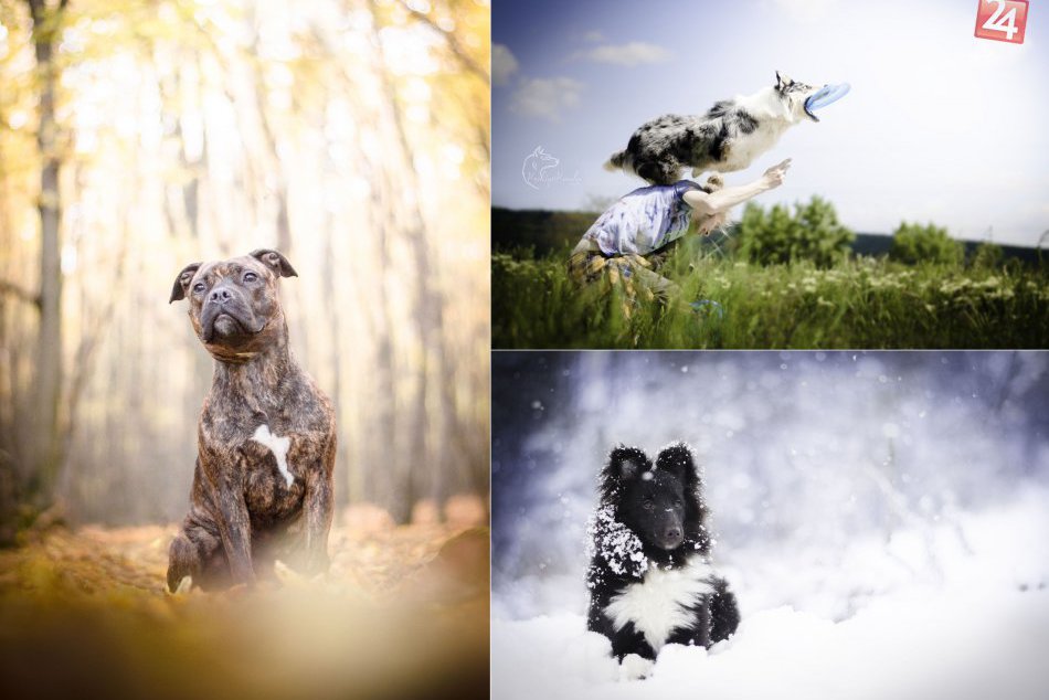 Ilustračný obrázok k článku FOTO: Bystrická študentka má netradičnú klientelu. Pózujú jej štvornohí chlpáči