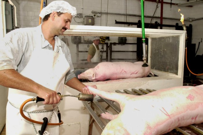 Ilustračný obrázok k článku Výstavba bitúnku v Trnovci má háčik: Občanom sa to nepáči