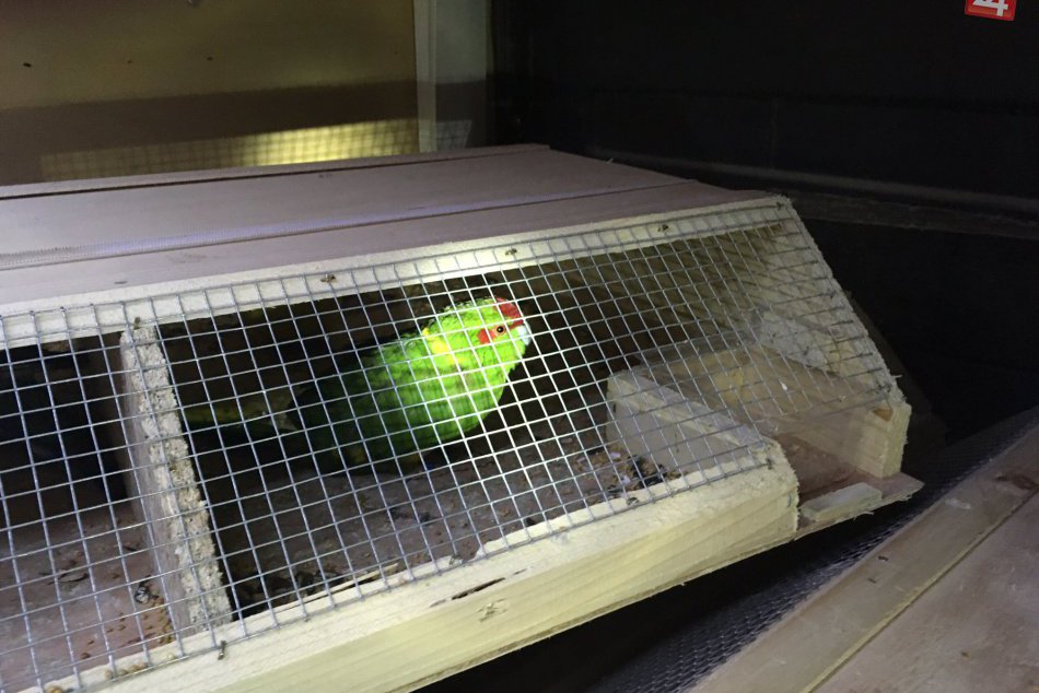 Ilustračný obrázok k článku FOTO: Bystrickí colníci v akcii. Vo vozidle našli desiatky exotických operencov!