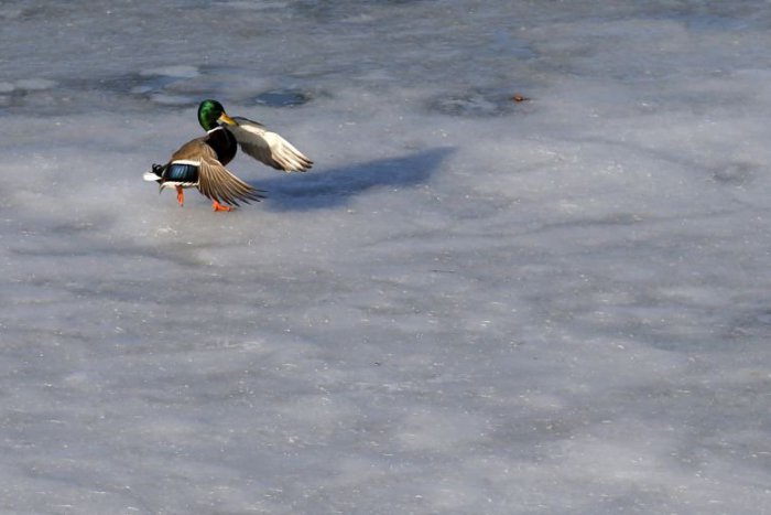 Ilustračný obrázok k článku RANNÁ ŠTVORKA: Posledné januárové dni budú s mrazom, s hmlou aj so snežením