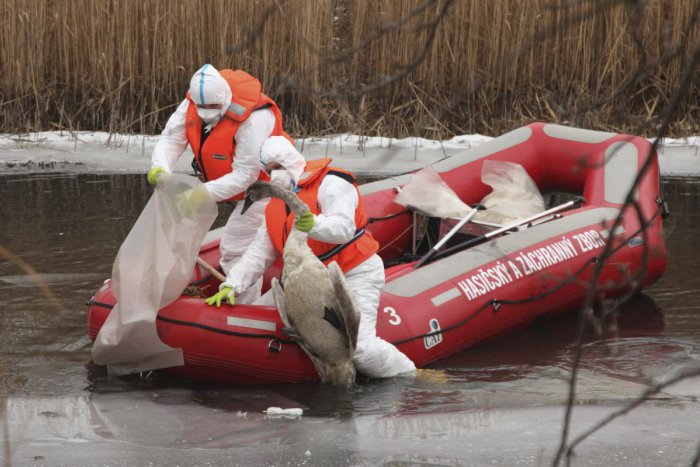 Ilustračný obrázok k článku Labute to dnes nemajú ľahké: Objavili ďalší tucet mŕtvych jedincov