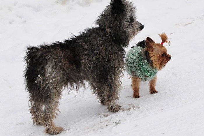 Ilustračný obrázok k článku Zaujímavé info o psoch v Poprade: Kde ich žije najviac a ktoré rasy tu majú najväčšie zastúpenie?