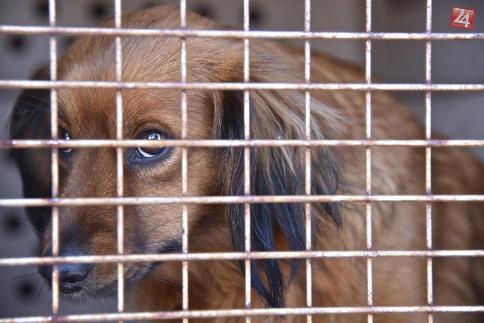 Ilustračný obrázok k článku Zvolenčania sa rozhodli pre krásnu vec. Takto pomôžu opusteným psíkom a mačičkám