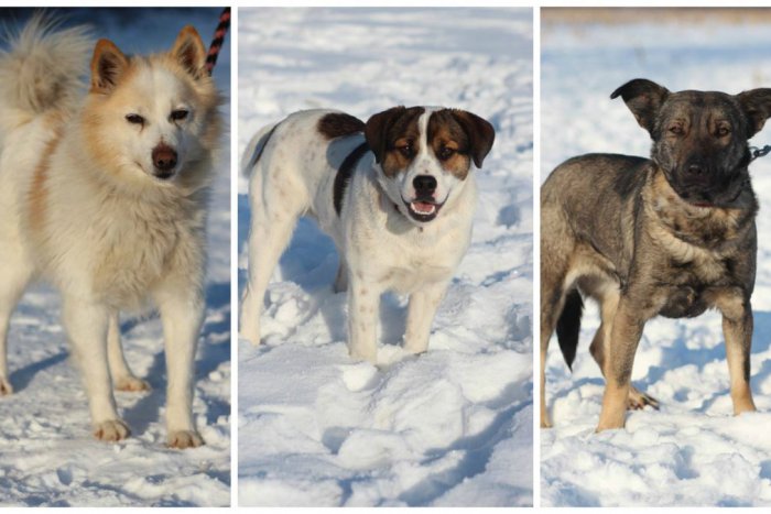 Ilustračný obrázok k článku FOTOGALÉRIA, ktorá roztopí srdcia: Psíci,čo čakajú na svoju šancu v žilinskom útulku
