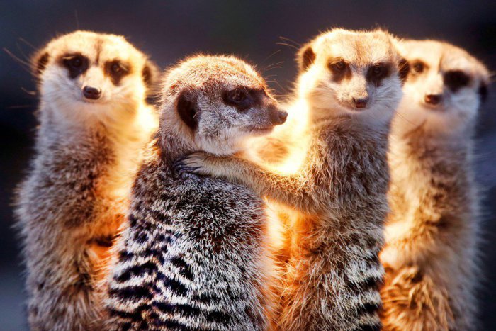 Ilustračný obrázok k článku Rarita v košickej zoo: Adopcia zvieratka ako svadobný dar?