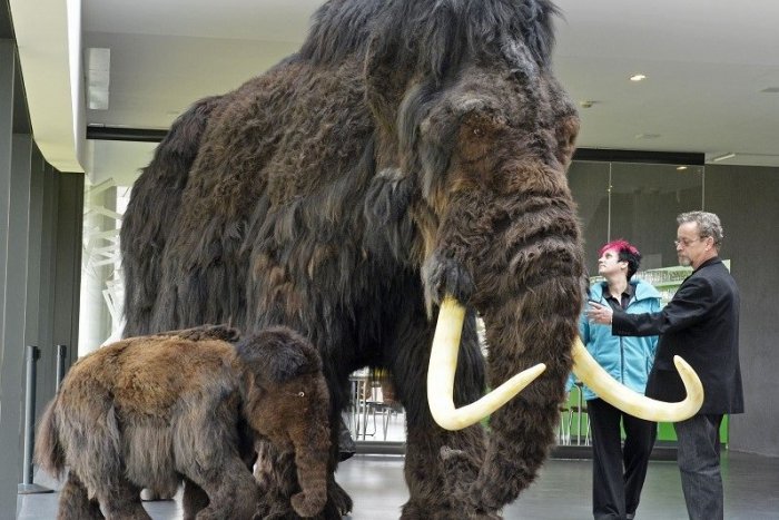 Ilustračný obrázok k článku Do Bratislavy mieri gigantická výstava. Uvidíte zvieratá doby ľadovej v životnej veľkosti