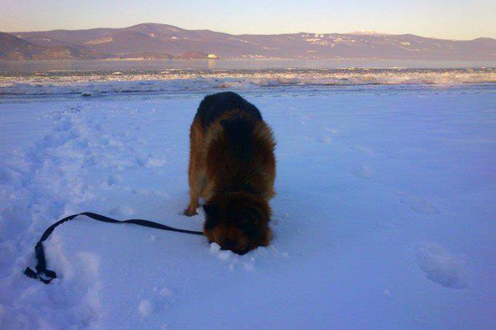 Ilustračný obrázok k článku Štvornohí havkáči a naše mesto: 10 ulíc v Michalovciach, kde nájdete najviac psov