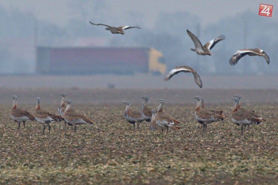 Ilustračný obrázok k článku Polia pri Bratislave sú domovom vzácnych vtákov. TAKTO im poľnohospodári vyšli v ústrety
