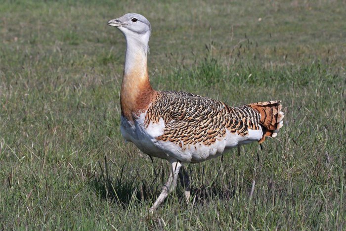 Ilustračný obrázok k článku Z REGIÓNOV: Mnoho vzácnych dropov veľkých prečkáva zimu na Slovensku