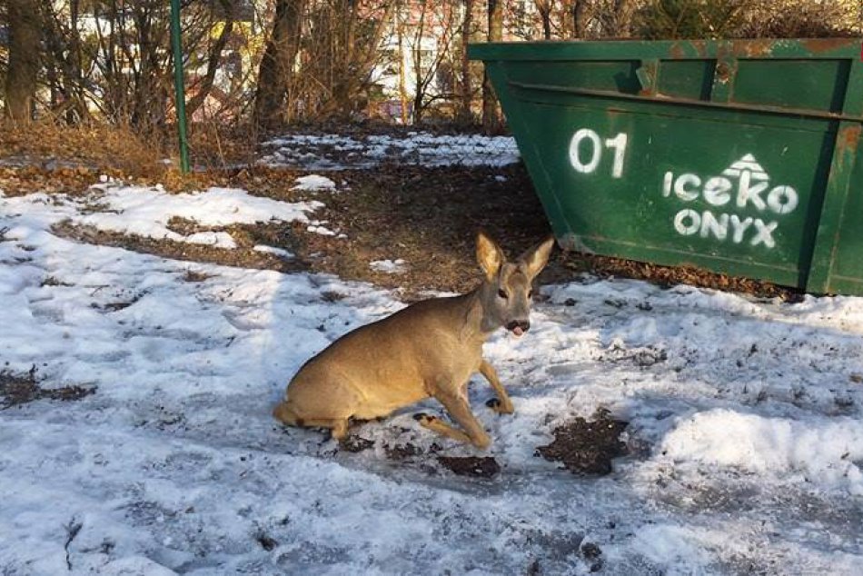Ilustračný obrázok k článku FOTO: Bystričania svedkami hrozivého útoku psa. Srnky trhal priamo v meste!