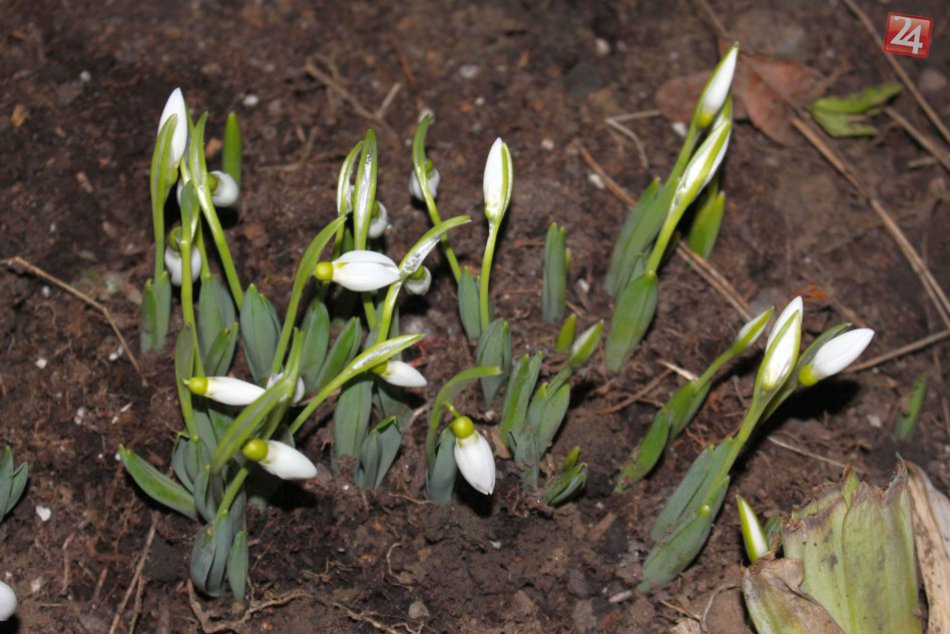 Ilustračný obrázok k článku FOTO: Zima v Bystrici stráca moc. Nafotili sme prvých poslov jari v meste pod Urpínom