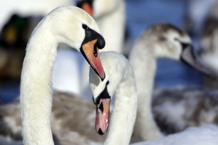 Ilustračný obrázok k článku RANNÁ ŠTVORKA: O svätej Juliáne priprav voz a schovaj sane